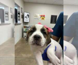 Bulldog-Labrador Retriever Mix Dogs for adoption in SHERBURNE, NY, USA