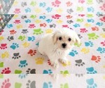 Small #9 Maltipoo (Toy)