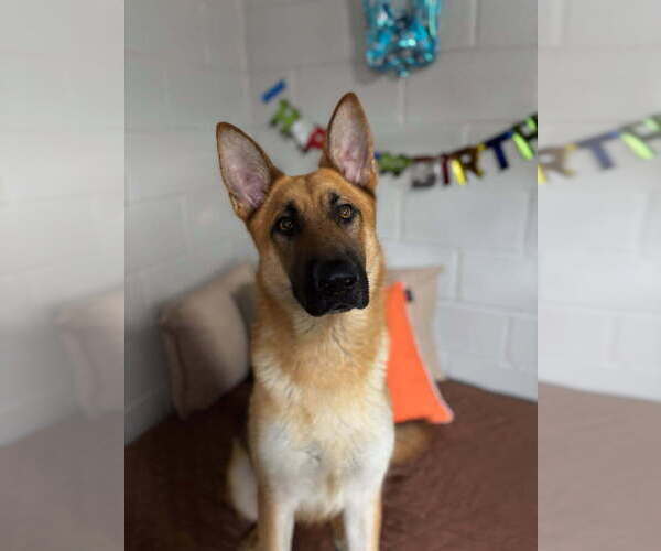 Medium Photo #3 German Shepherd Dog Puppy For Sale in San Leon, TX, USA