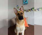 Small #2 German Shepherd Dog