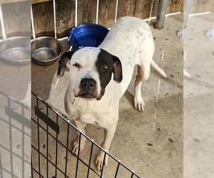 American Staffordshire Terrier-Unknown Mix Dogs for adoption in San Antonio, TX, USA