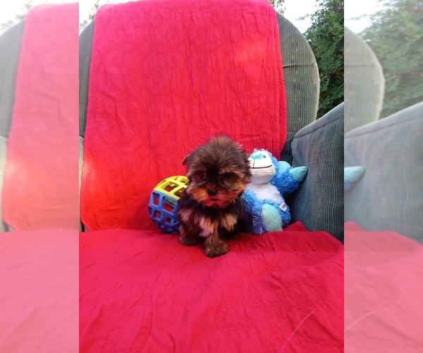 Medium Photo #9 Yorkshire Terrier Puppy For Sale in SIMI VALLEY, CA, USA