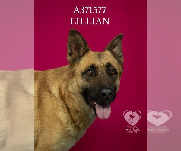 Medium Photo #1 German Shepherd Dog Puppy For Sale in Stockton, CA, USA