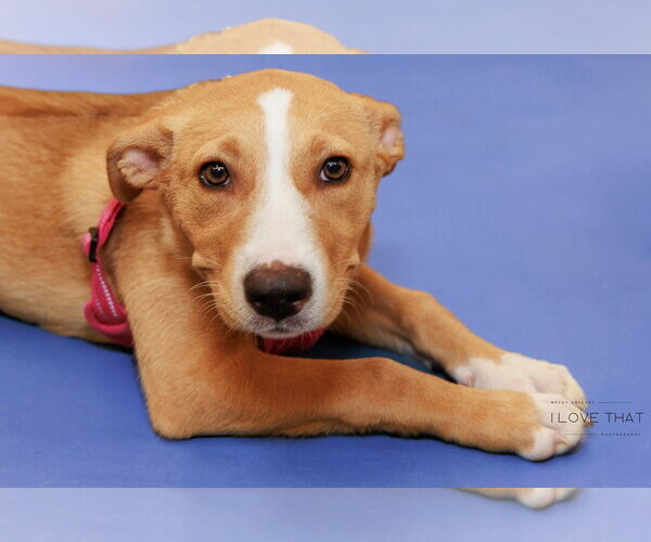 Medium Photo #2 Labrador Retriever-Unknown Mix Puppy For Sale in The Woodlands, TX, USA