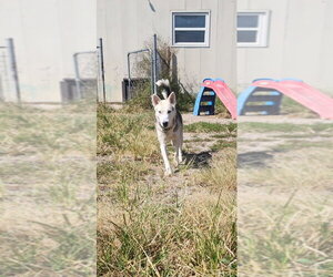 Vada - Female Siberian Husky-Unknown Mix Dog for Adoption - Photo #4