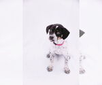Small Photo #11 Mutt Puppy For Sale in Princeton, MN, USA