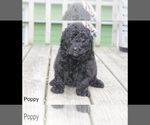 Small Photo #5 Poodle (Standard) Puppy For Sale in MUSKEGON, MI, USA