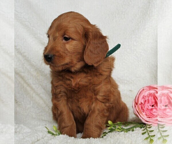 Medium Photo #3 Goldendoodle (Miniature) Puppy For Sale in LEOLA, PA, USA