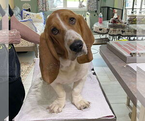 Basset Hound Dogs for adoption in Benton, LA, USA
