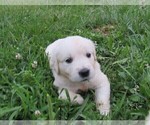 Small Photo #13 English Cream Golden Retriever Puppy For Sale in MILLVILLE, MA, USA