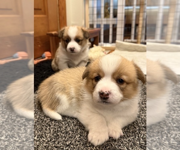 Medium Photo #4 Pembroke Welsh Corgi Puppy For Sale in GRAND RAPIDS, MI, USA