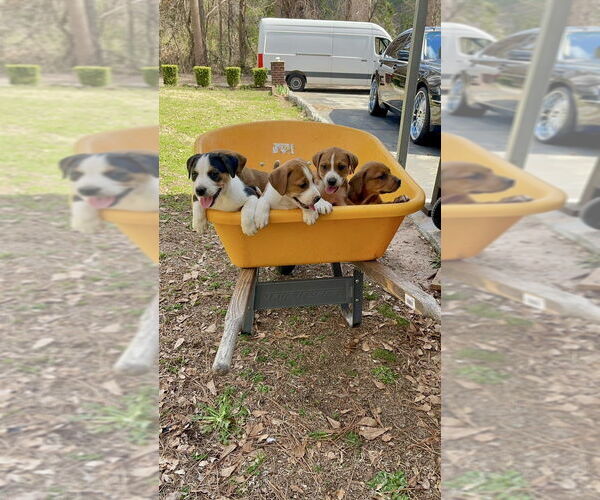 Medium Photo #5 Labrador Retriever-Unknown Mix Puppy For Sale in Brewster, NY, USA