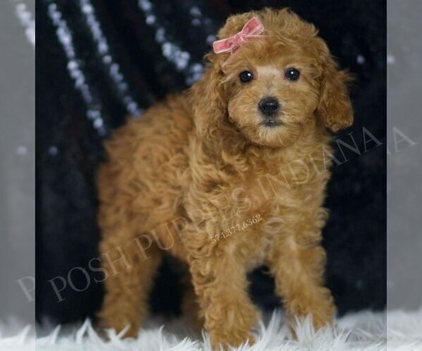 Medium Photo #4 Poodle (Miniature) Puppy For Sale in WARSAW, IN, USA