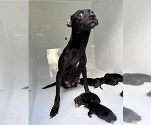 Chihuahua Dogs for adoption in Houston, TX, USA