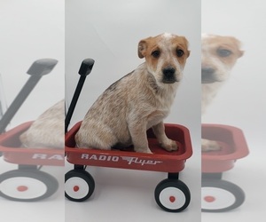 Australian Cattle Dog Puppy for sale in GOSHEN, IN, USA