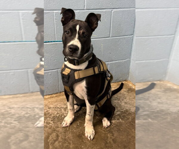 Medium Photo #3 Mutt Puppy For Sale in Evansville, IN, USA