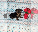 Puppy Mia Yorkshire Terrier