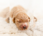 Small Photo #3 Goldendoodle Puppy For Sale in FREDERICA, DE, USA