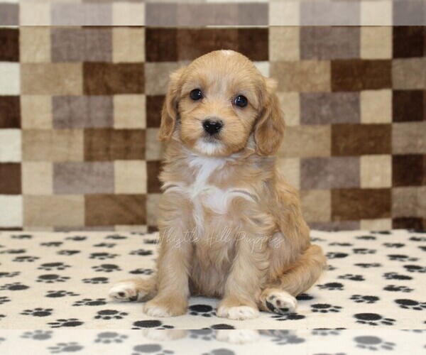Medium Photo #4 Bernedoodle (Miniature)-Cavapoo (Miniature) Mix Puppy For Sale in DENVER, PA, USA