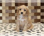 Small #3 Bernedoodle (Miniature)-Cavapoo (Miniature) Mix