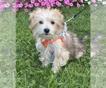 Small Photo #8 Morkie Puppy For Sale in ROCK STREAM, NY, USA