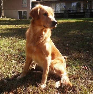 Medium Photo #1 Golden Retriever Puppy For Sale in MIDDLEBURG, VA, USA
