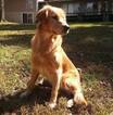 Small Photo #1 Golden Retriever Puppy For Sale in MIDDLEBURG, VA, USA