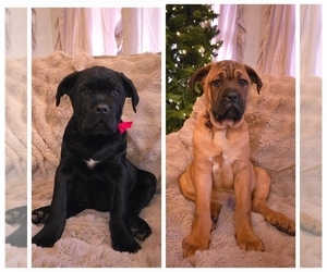 Cane Corso Puppy for Sale in MINERAL WELLS, West Virginia USA