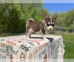 Small Photo #16 Pomsky Puppy For Sale in DRACUT, MA, USA