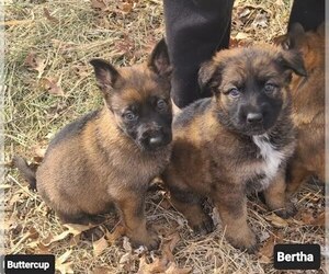 German Shepherd Dog Puppy for sale in KANSAS CITY, MO, USA