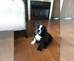 Small Photo #6 Bulldog Puppy For Sale in BOSTON, MA, USA