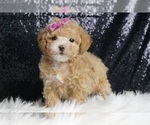 Puppy Cashmere F1 Maltipoo