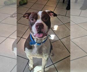 American Pit Bull Terrier-Unknown Mix Dogs for adoption in DuQuoin, IL, USA