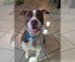 JOJO - Male American Pit Bull Terrier-Unknown Mix Dog for Adoption - Small photo
