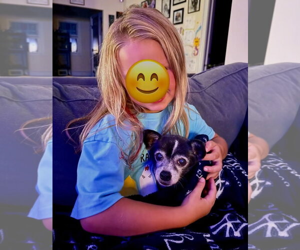 Medium Photo #5 Chihuahua-Unknown Mix Puppy For Sale in Jefferson, NJ, USA