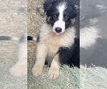 Small Photo #12 Border Collie Puppy For Sale in BLANCO, TX, USA