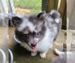 Small Photo #8 Pomeranian Puppy For Sale in BIG ISLAND, VA, USA