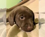 Small Photo #20 Labrador Retriever Puppy For Sale in PUEBLO, CO, USA