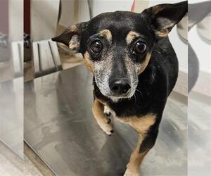 Chihuahua Dogs for adoption in Bakersfield, CA, USA