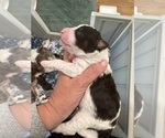 Puppy Fripp Aussiedoodle Miniature 