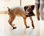 Small Photo #10 Boxer Puppy For Sale in MURRIETA, CA, USA