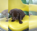 Puppy Lincoln Labrador Retriever