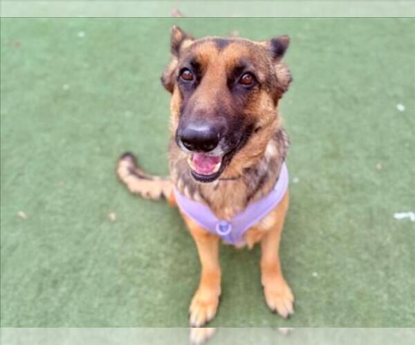 Medium Photo #1 German Shepherd Dog Puppy For Sale in Martinez, CA, USA