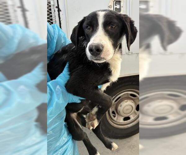 Medium Photo #1 Collie Puppy For Sale in Bakersfield, CA, USA