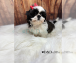 Small Photo #17 Shih Tzu Puppy For Sale in RIPLEY, MS, USA