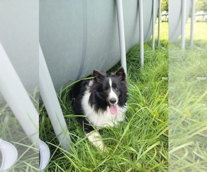 Mother of the Shetland Sheepdog puppies born on 06/08/2025