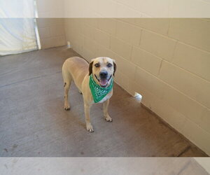 Labrador Retriever-Unknown Mix Dogs for adoption in McKinney, TX, USA