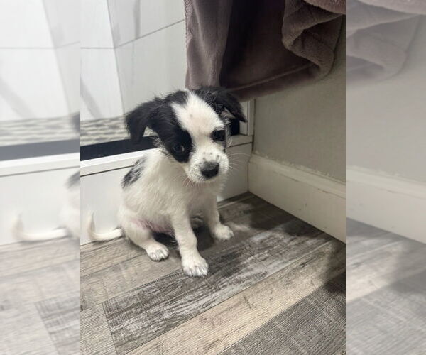 Medium Photo #2 Chihuahua Puppy For Sale in Pacifica, CA, USA