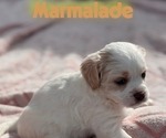 Small #2 Cavapoo (Miniature)-Maltipoo (Miniature) Mix