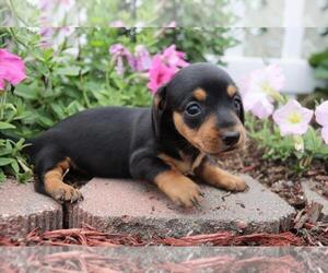 Dachshund Puppy for sale in ORO VALLEY, AZ, USA